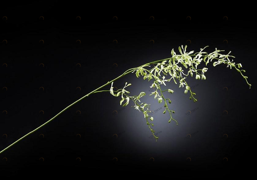 VGnewtrend Искусственное растение из полиэстера  1001662.60 