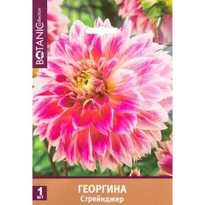Георгина бахромчатая Стрейнджер I, 1 шт 82539292 STLM-2146945