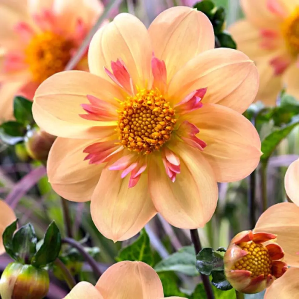 Георгина Келси Энни Джой 1 шт. 83628424 STLM-2034846 BLOOMING LIFE 