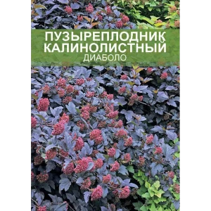 Пузыреплодник Диабло ø15 h35 см 85670445 STLM-2162386