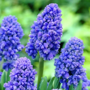 Мускари Geolia «Armeniacum»