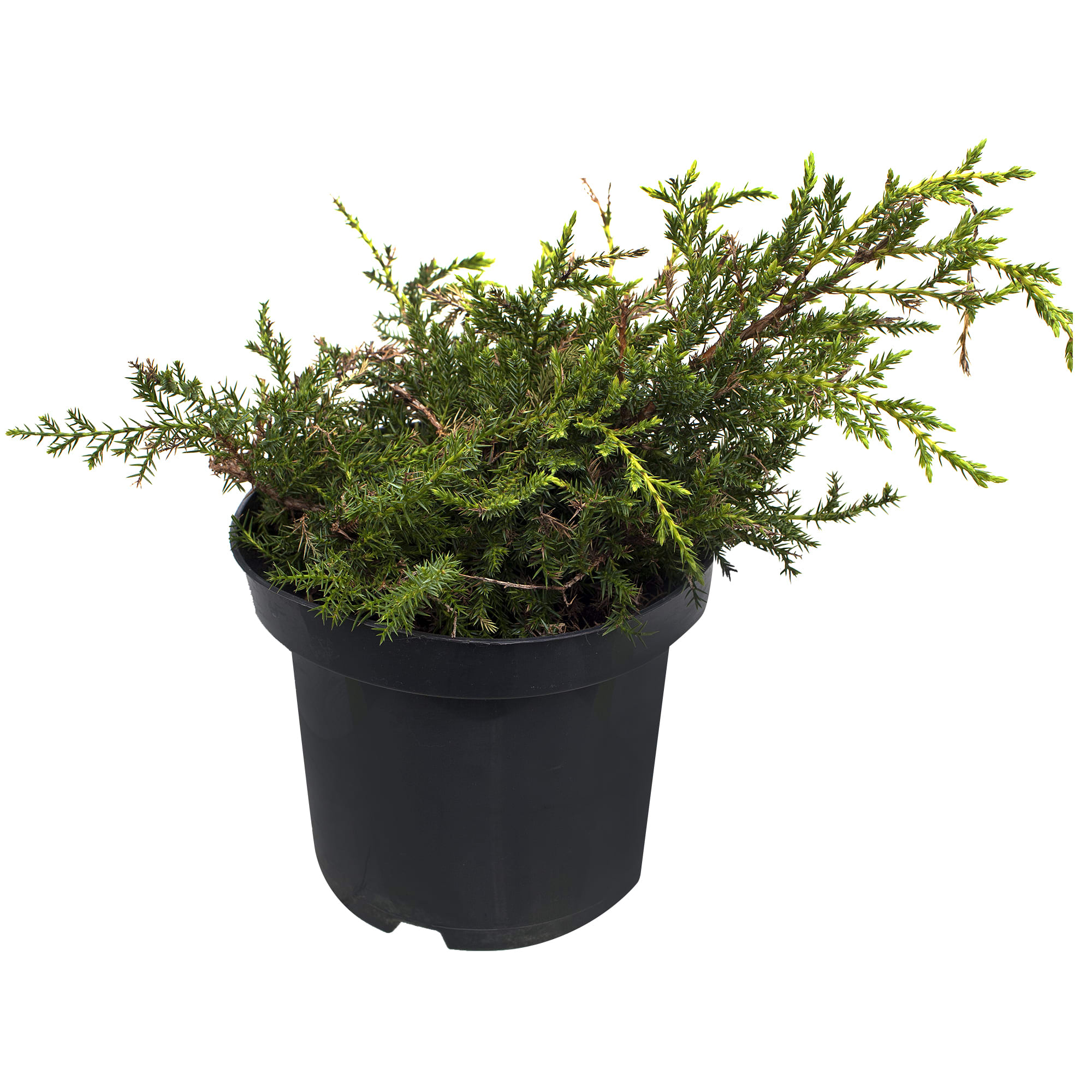 18383038 Можжевельник средний «Голд Стар», 17х20-40 см Santreyd  - Вид №1