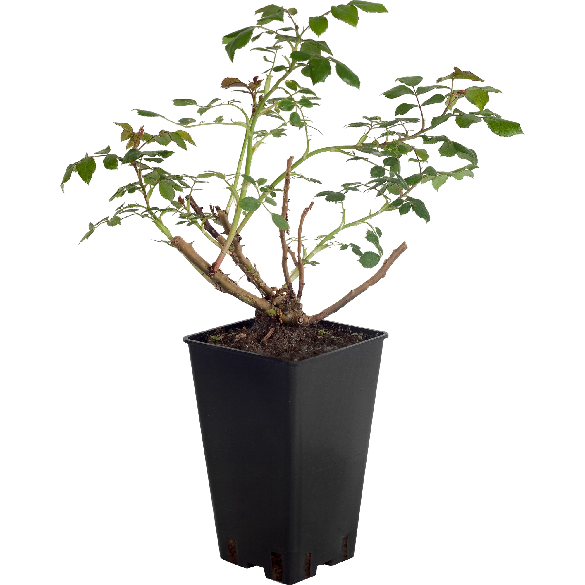 82155596 Роза парковая Луис Одиер 2 л Santreyd 