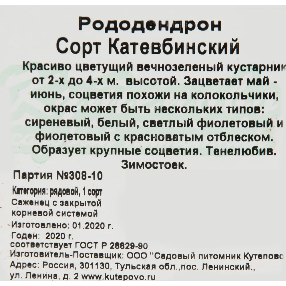 Рододендрон катевбинский 15x30 см 82594919 STLM-2212527 Santreyd  - Вид №1
