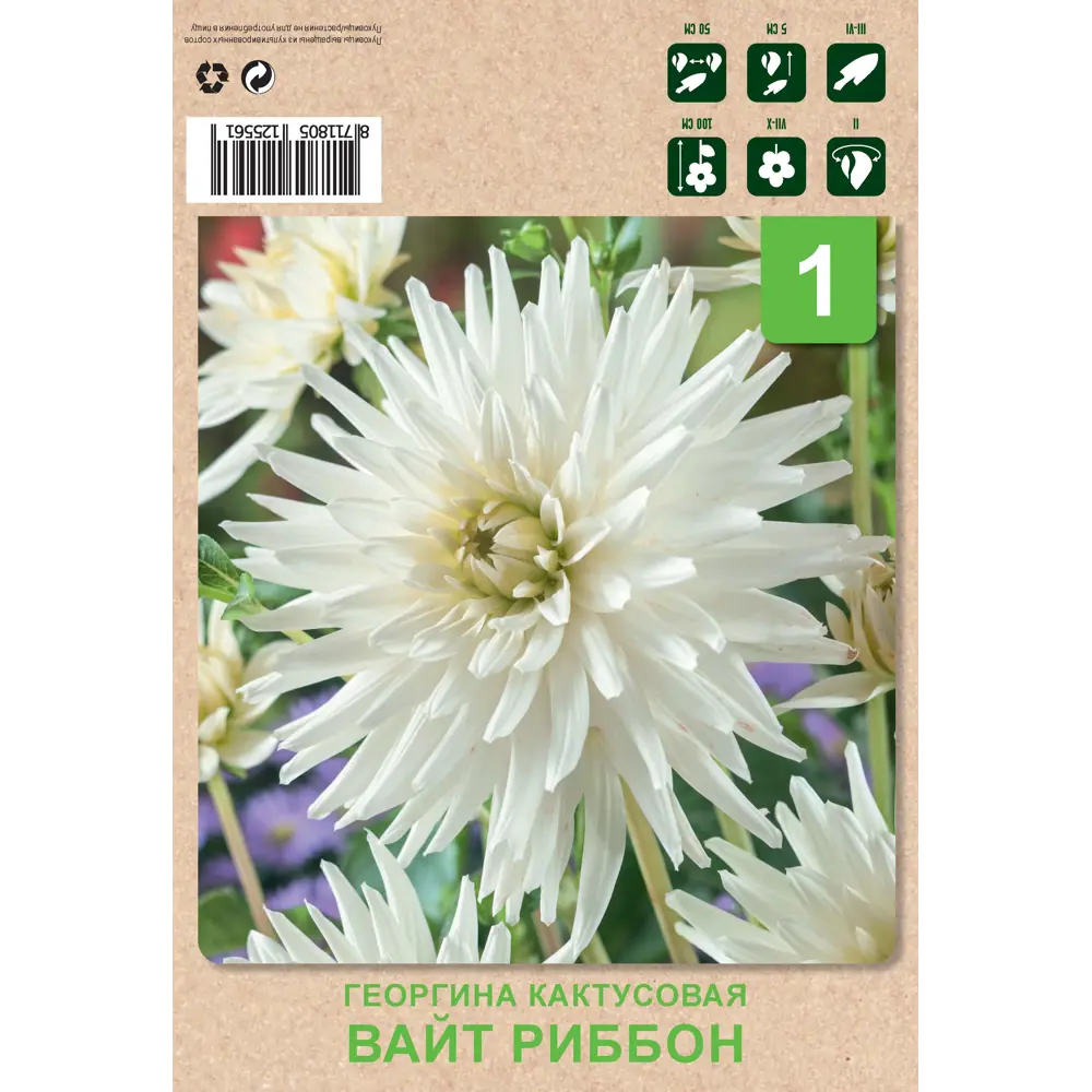 Георгина кактусовая Вайт риббон 1 шт Santreyd STLM-2022460