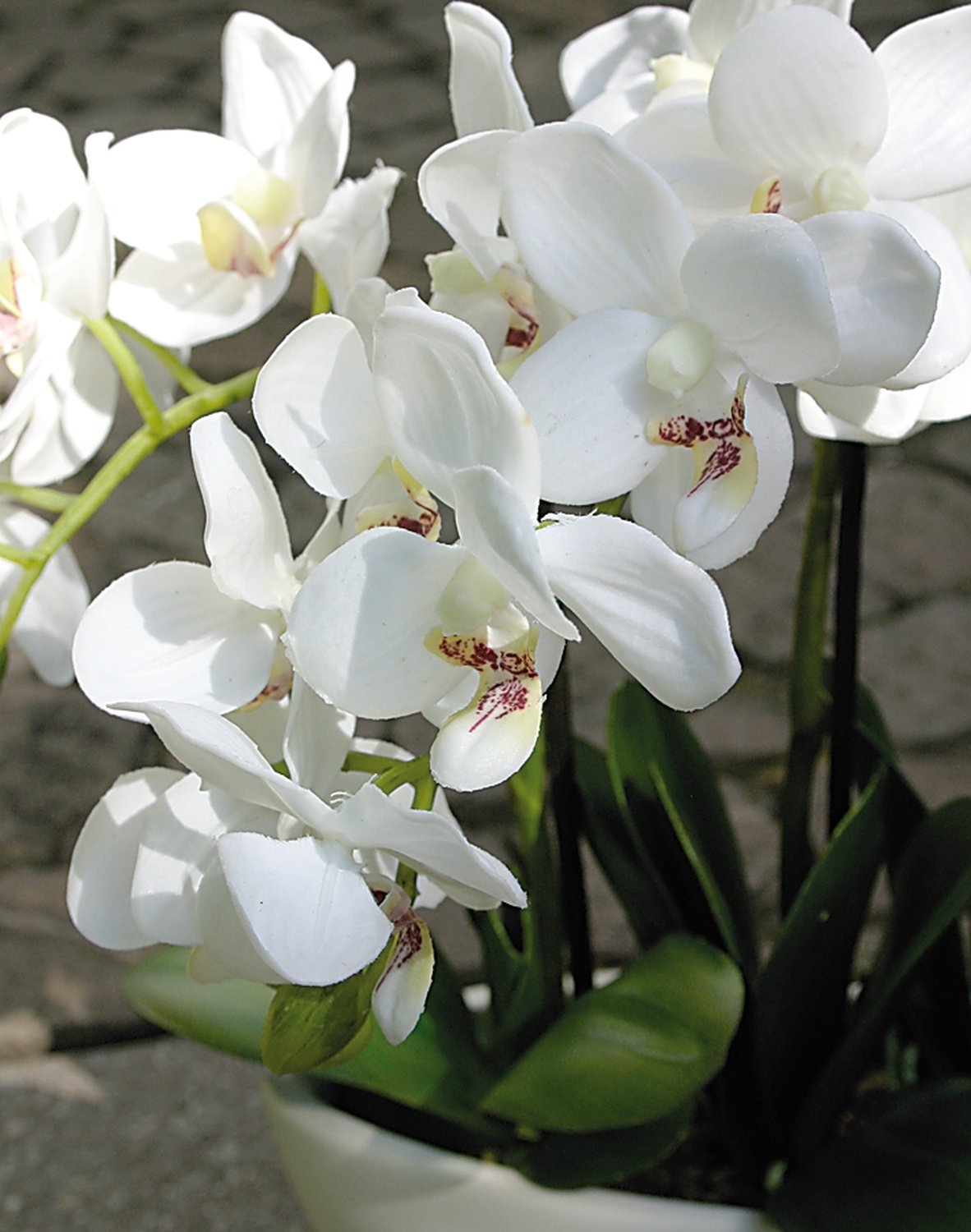 2609 777 a3 Пластиковая орхидея Phalaenopsis, 3-х кратная, в чаше, 38 см, real touch, белая H-andreas  - Вид №4