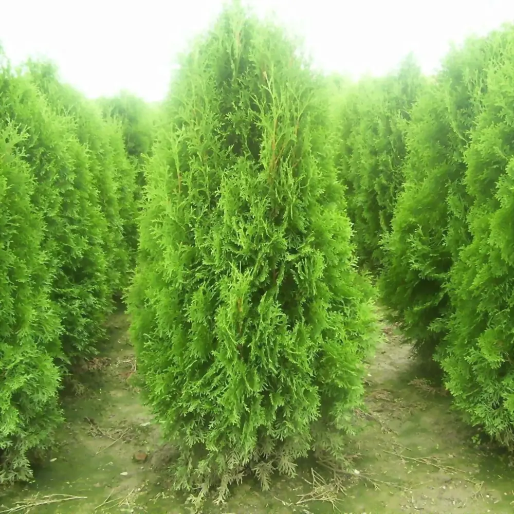 Туя западная Кинг Оф Брабант ø40 h140 - 160 см 89465488 STLM-2070936 PLANTMARKET 