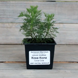 Полынь Кола h15 см