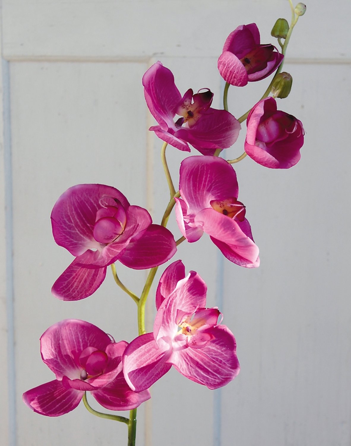 2407 420 a3 Искусственная орхидея Phalaenopsis, 114 см, real touch, вишня H-andreas  - Вид №1