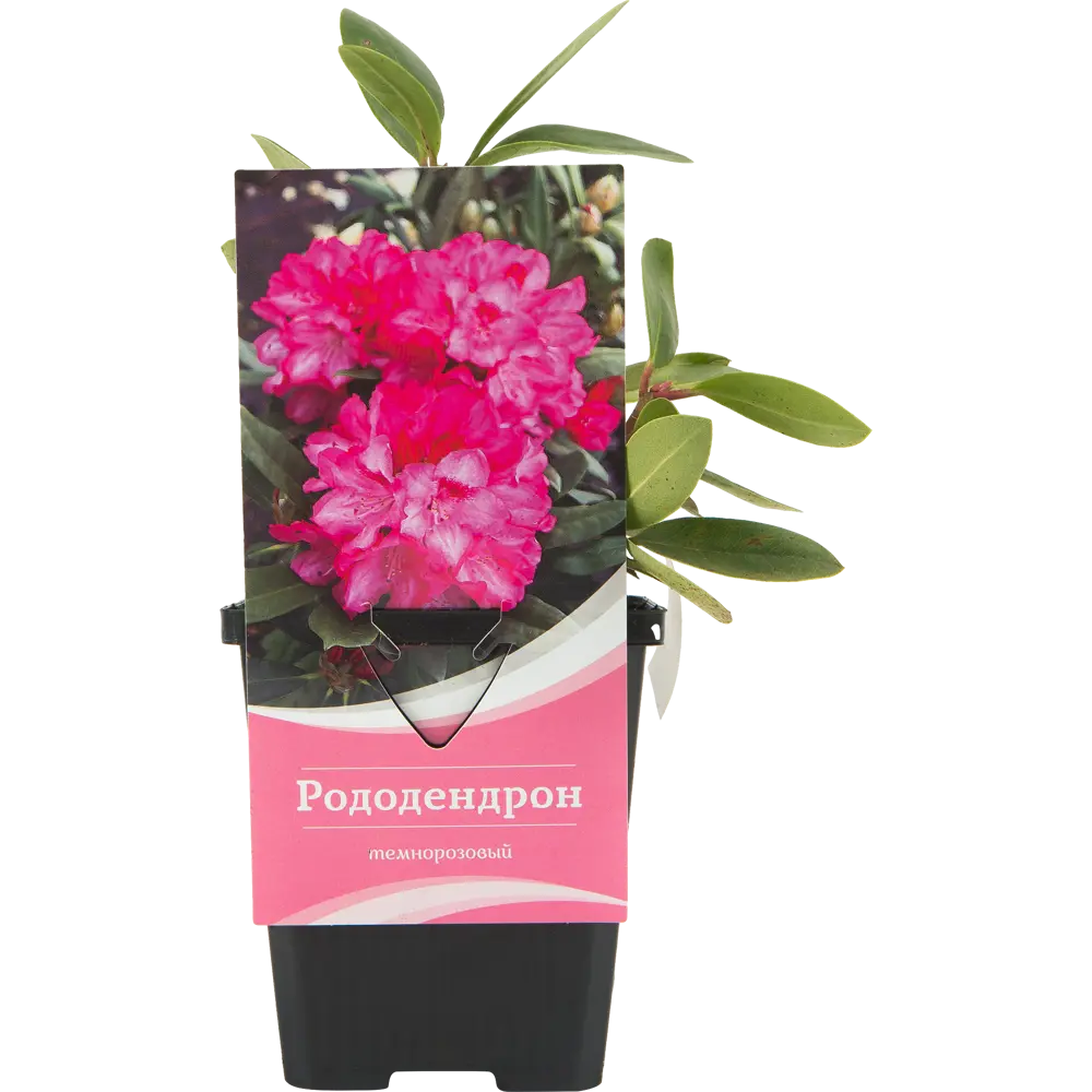 Рододендрон гибридный «Орнамент» 9x20 см 82601840 STLM-2034813 Santreyd 