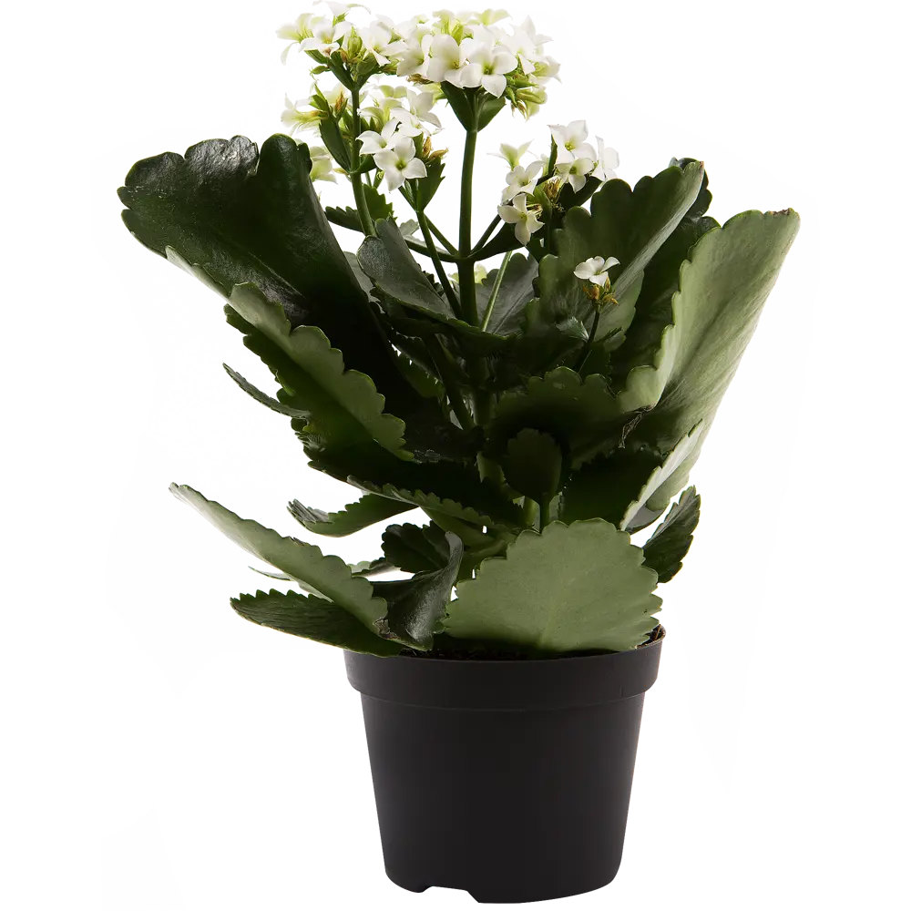 Каланхое блосфельдиана микс 11x22 см 15163304 STLM-2168823 Santreyd  - Вид №1