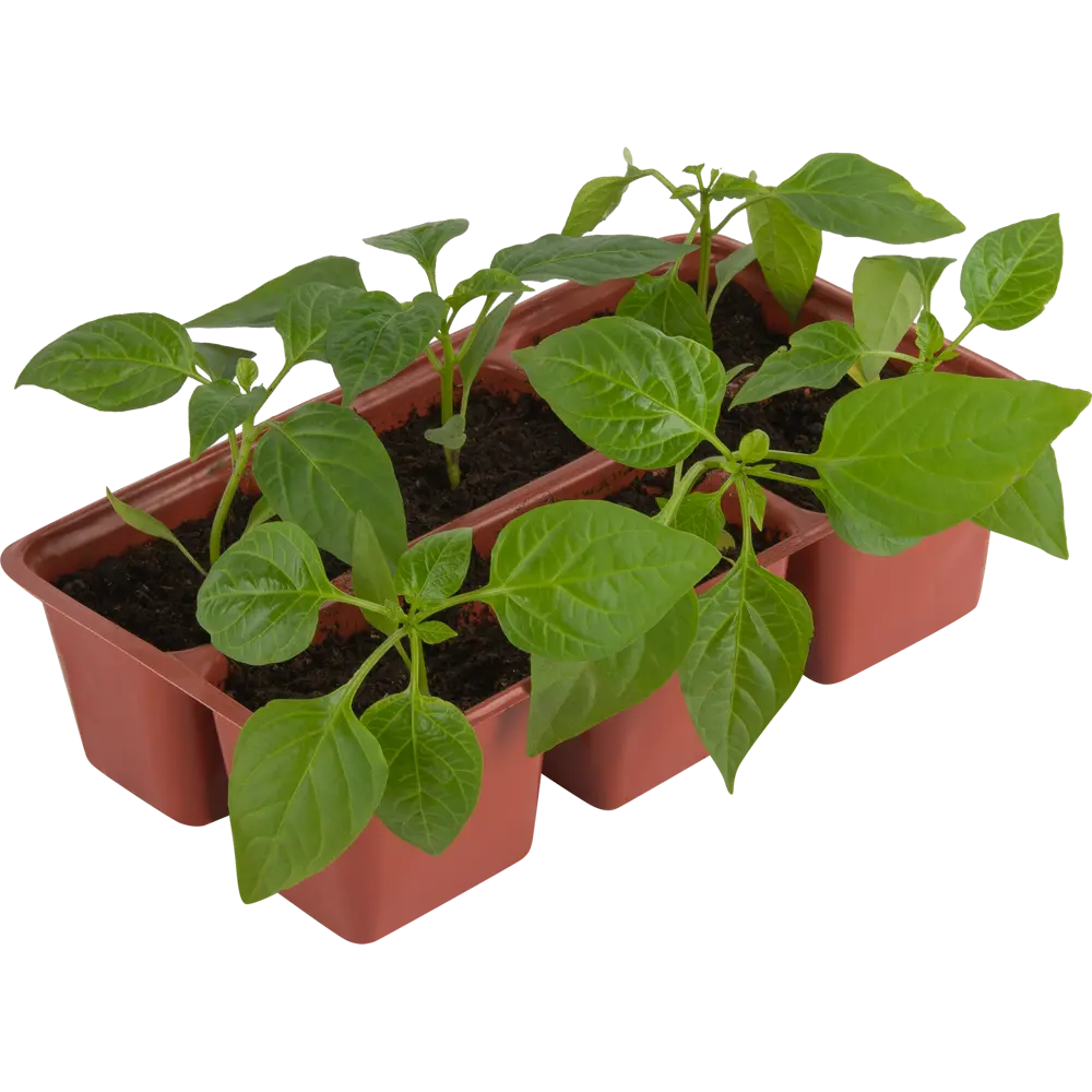 Перец, P6 Н20 Santreyd STLM-2202553