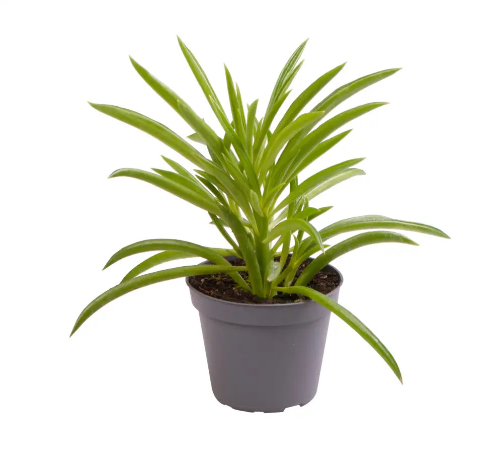 Пеперомия Невада Santreyd — изящное комнатное растение с удлиненными листьями 89375014