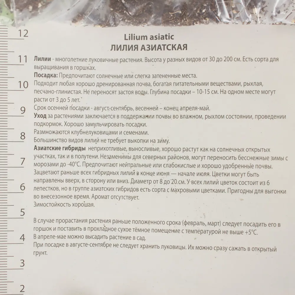 Лилия азиатская Танго «Блэк Ай» 81945447 STLM-2175085 Santreyd  - Вид №2