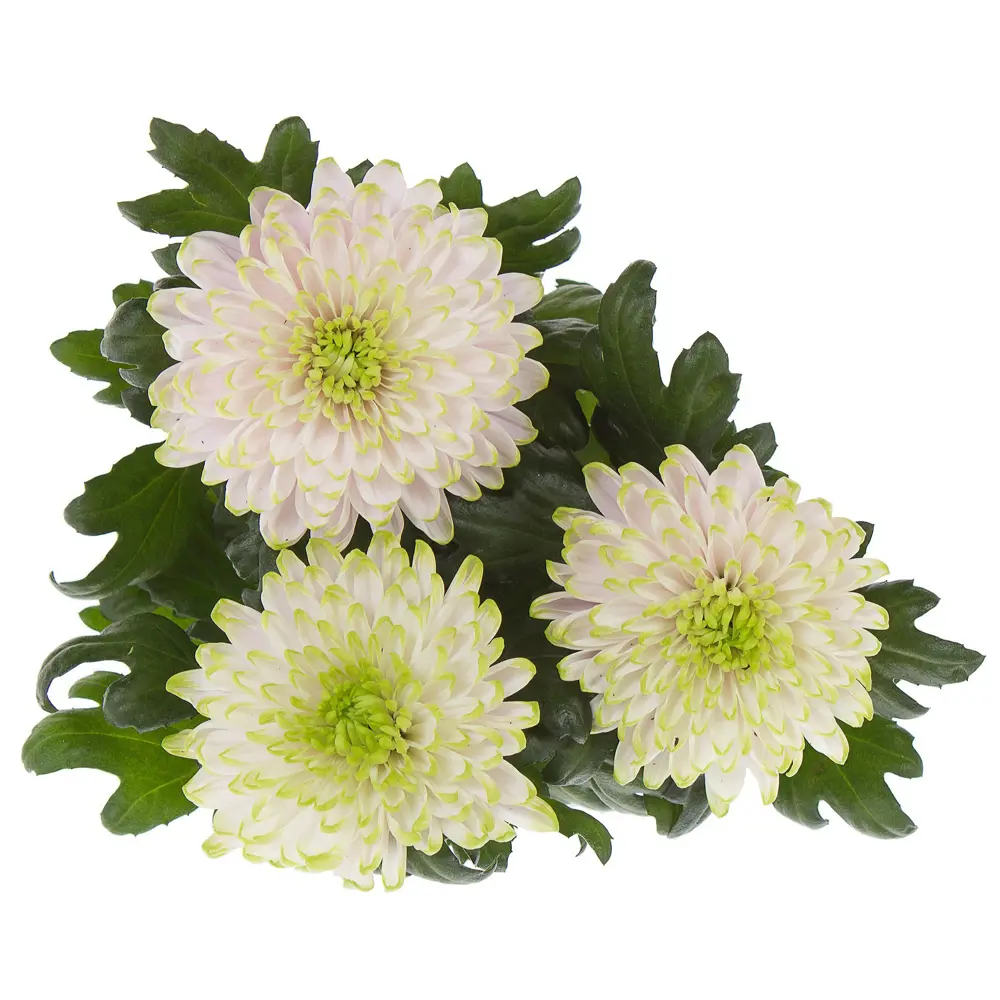 Хризантема Зембла Santreyd - роскошный цветок для дома и сада 14448199 STLM-0004959 - Вид №1