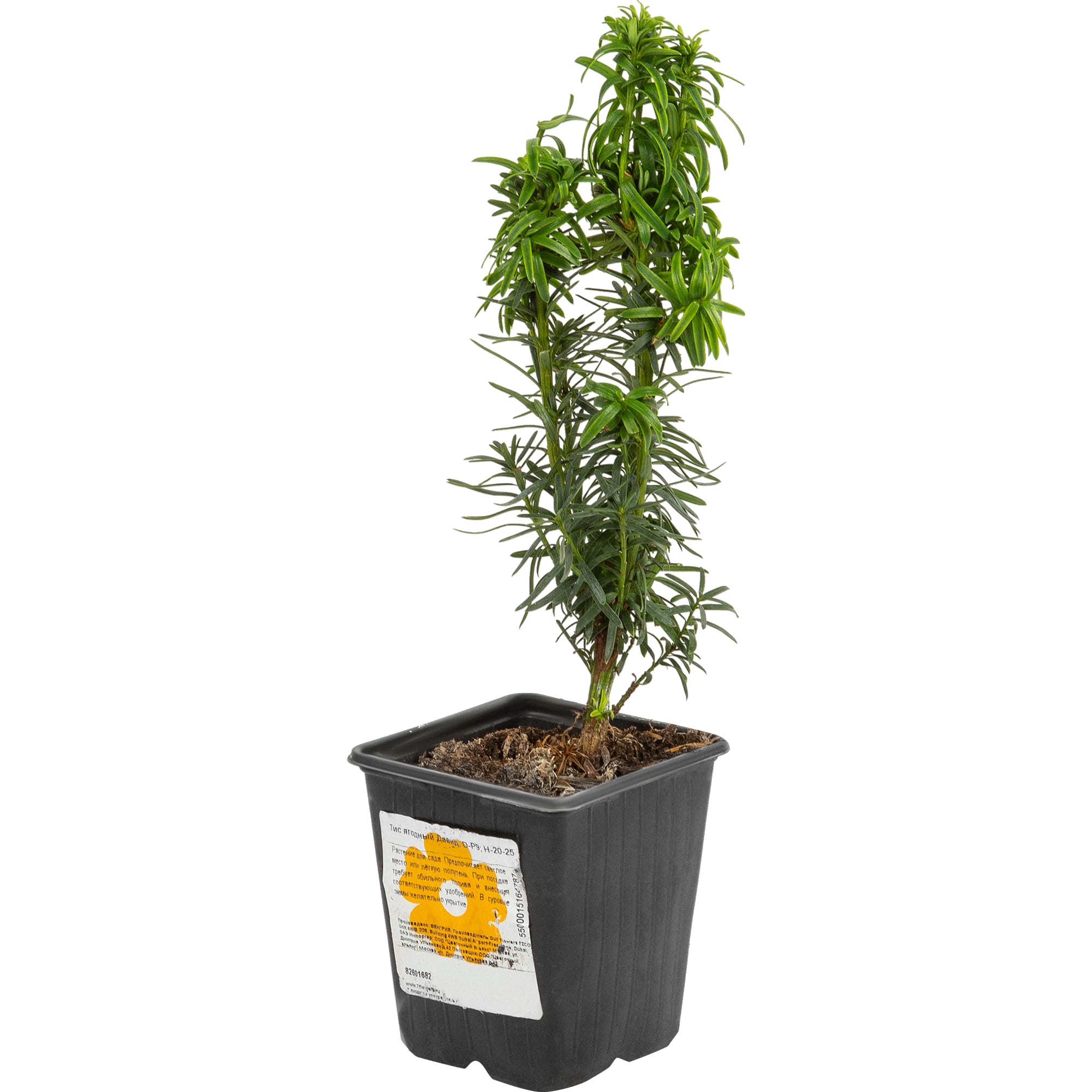 82601682 Тис ягодный «Давид» 9x20 см Santreyd 