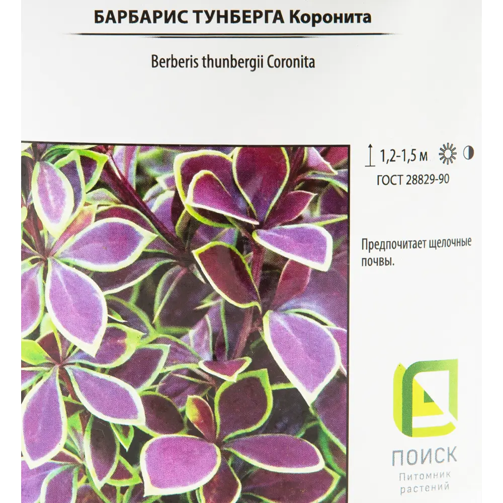 Барбарис Тунберга «Коронита» 17x20 см 82585360 STLM-2116695 Santreyd  - Вид №1