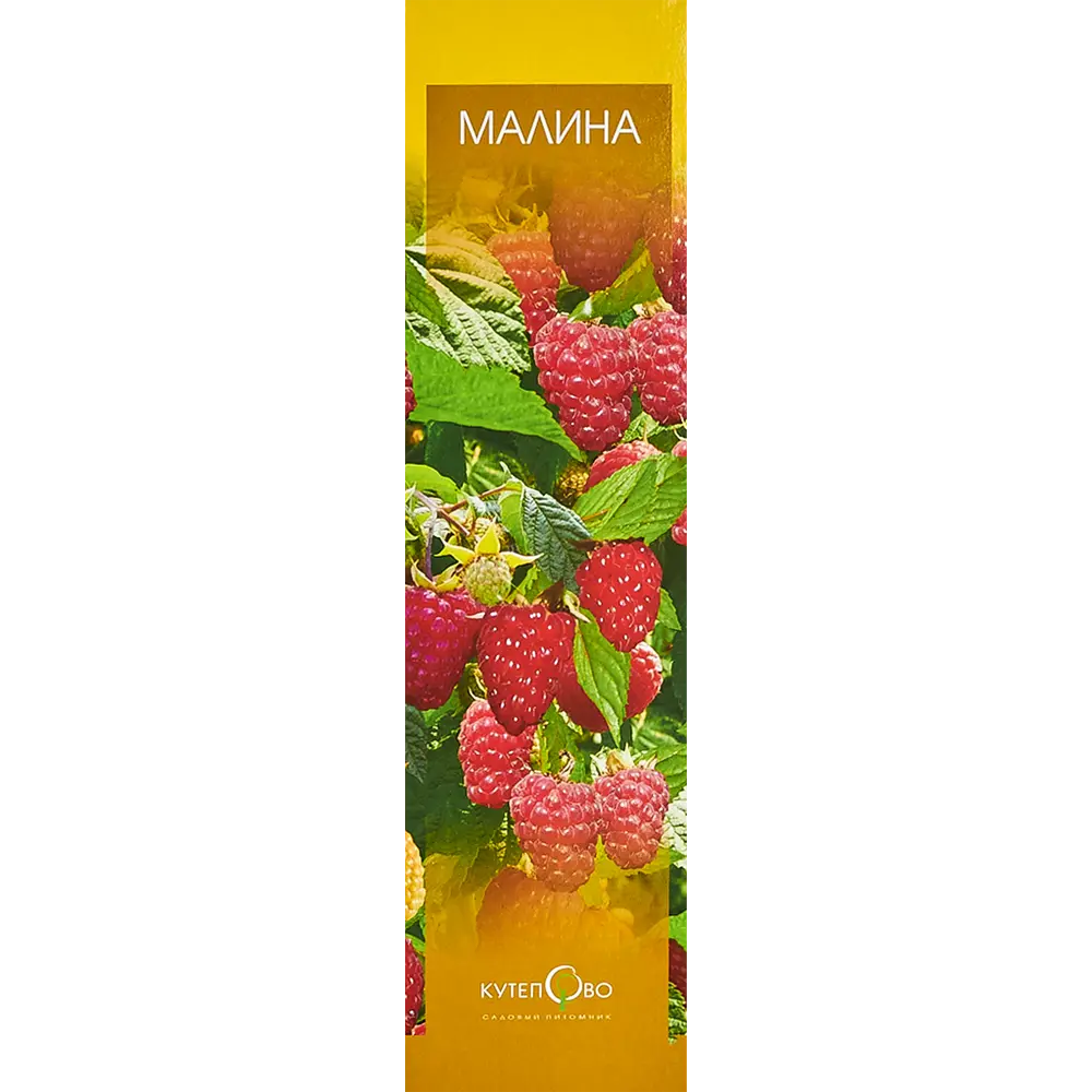 Малина Бабье лето 9x35 см 83539288 STLM-2058847 Santreyd 