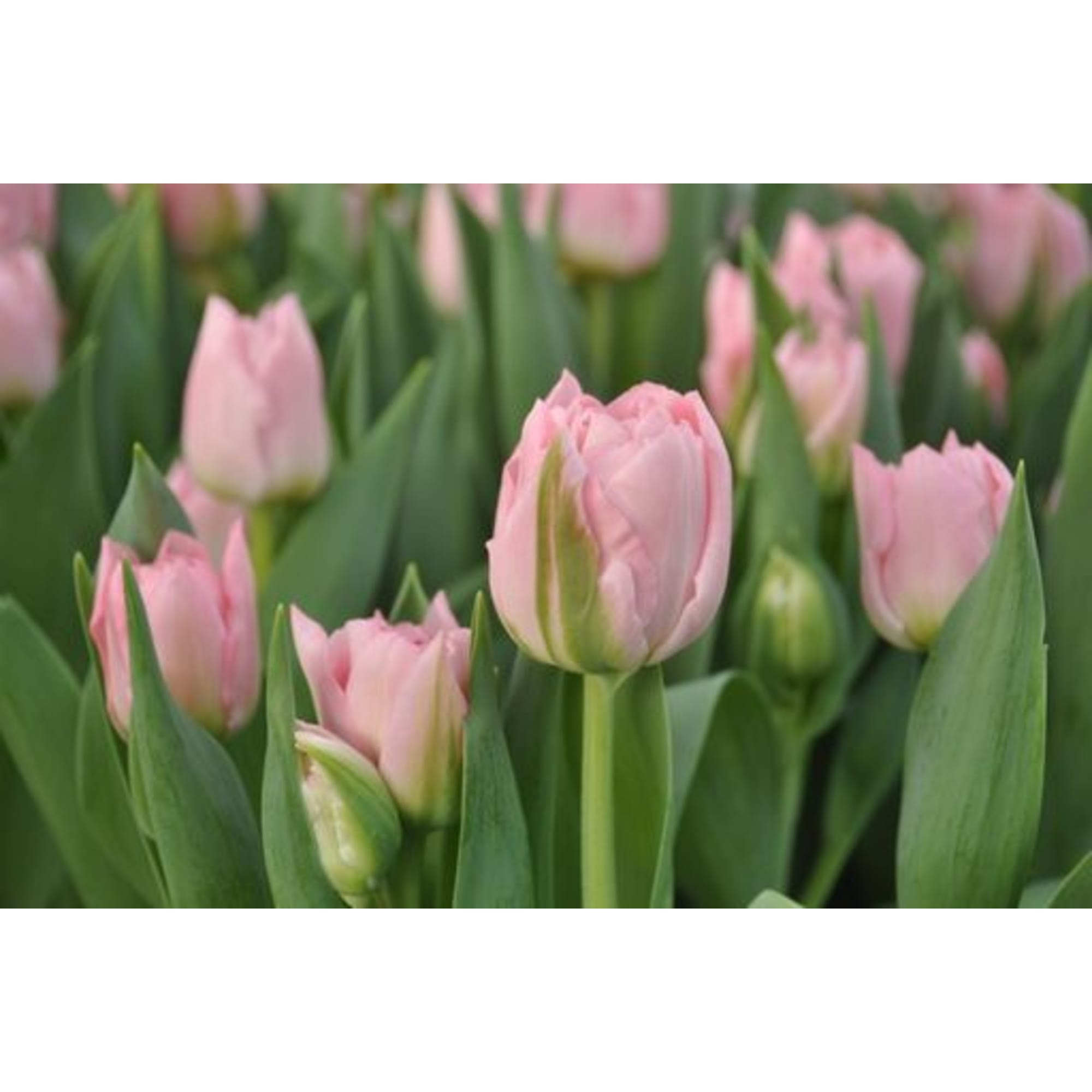 89078554 Тюльпан махровый Дример луковица 12/, 7 шт Santreyd 