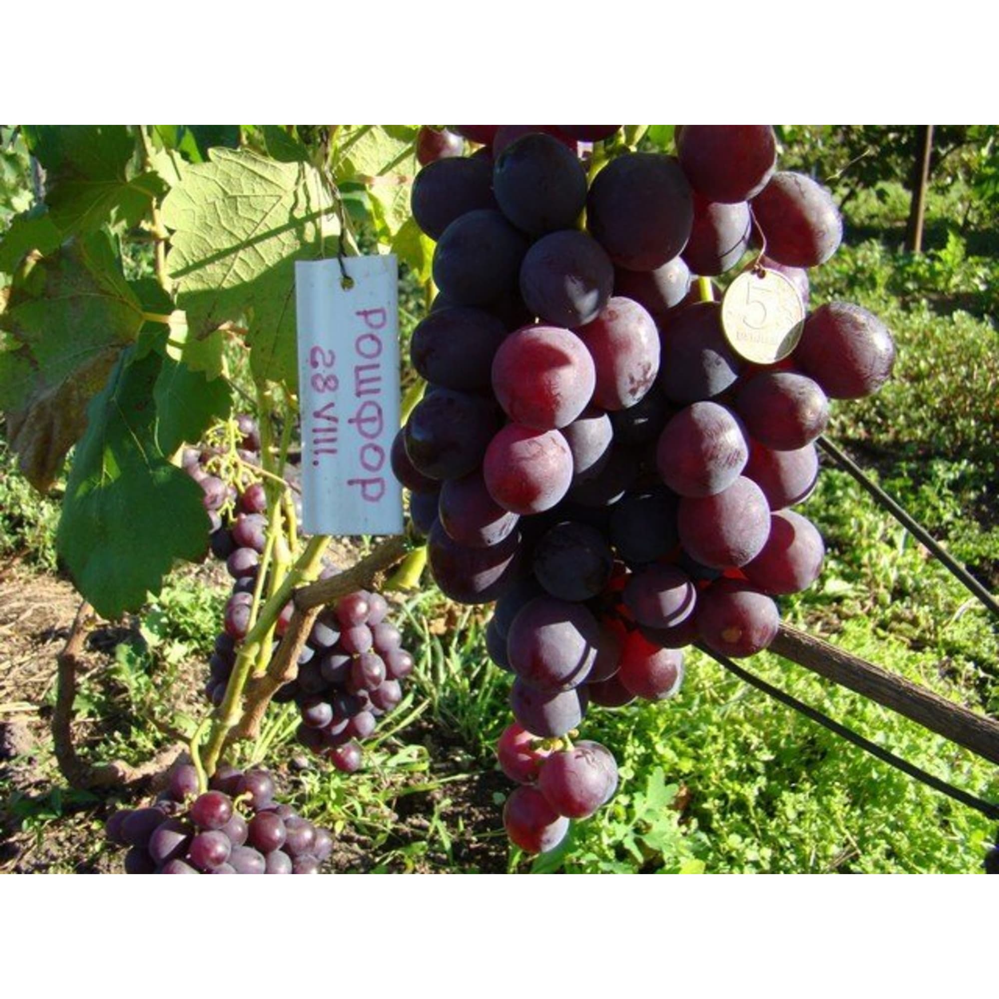 82601694 Виноград культурный «Рофшор» 1.5-2 л высота 40-80 см Santreyd 