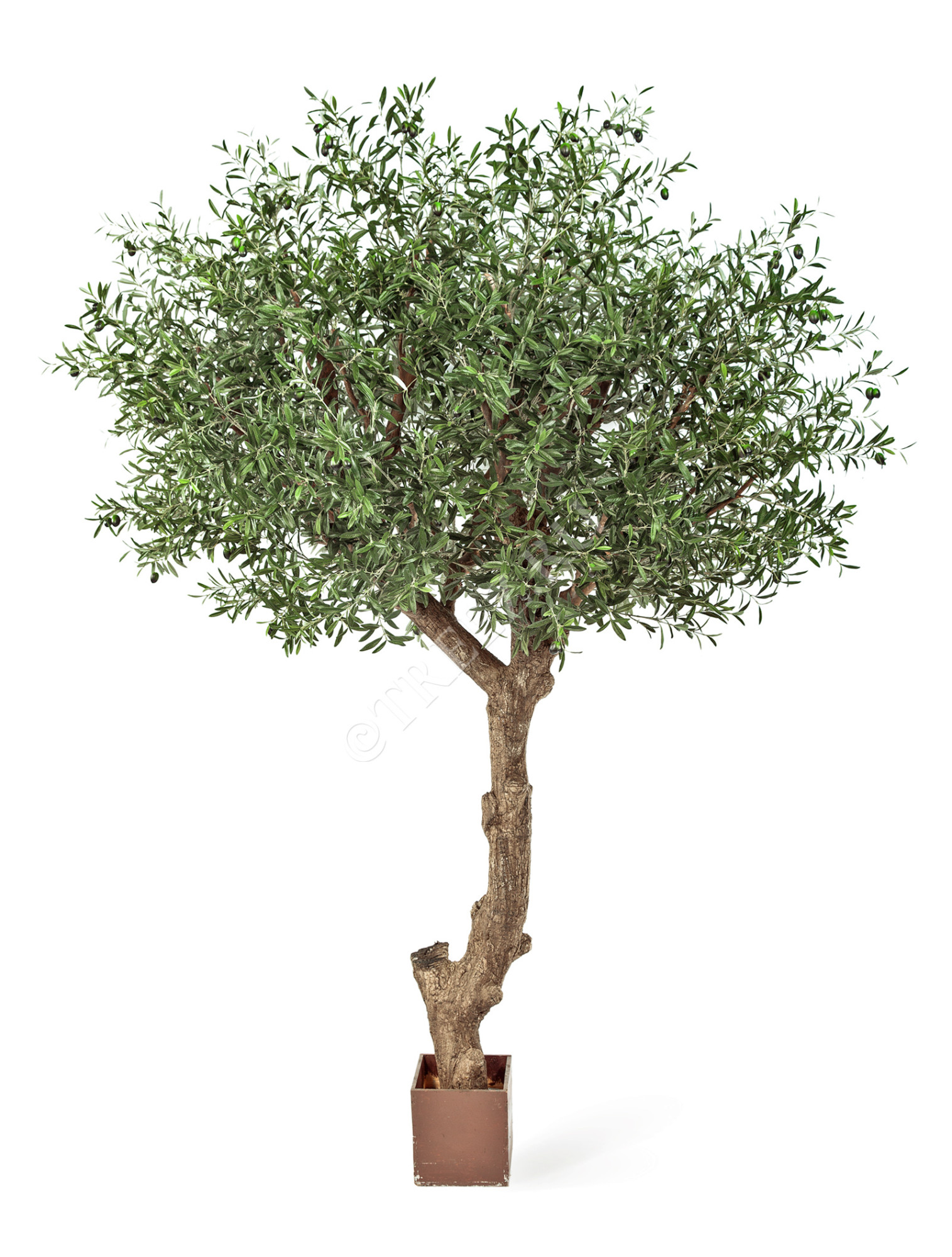 10.29009N Олива Олден на толстом стволе Цветочная коллекция 