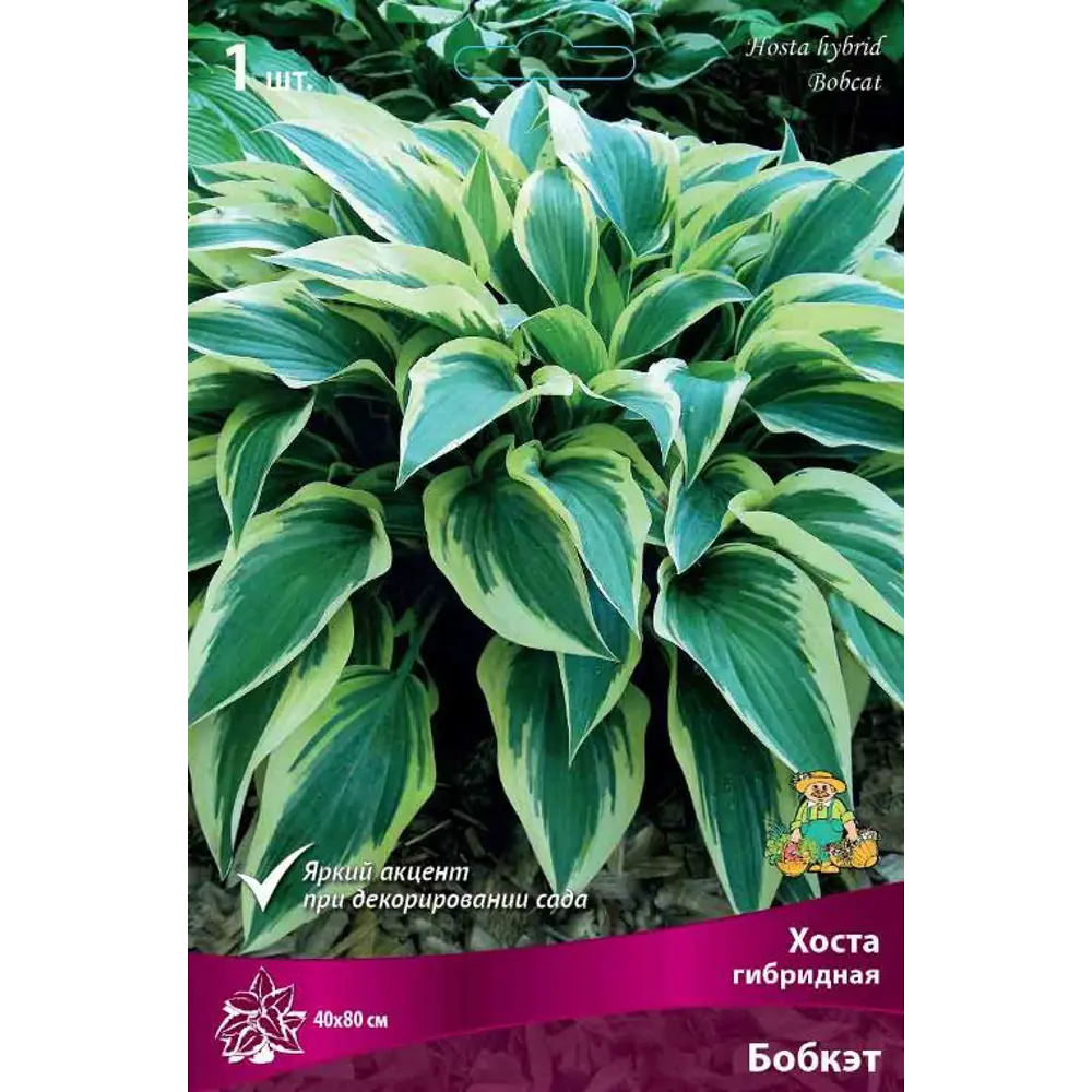 Santreyd Хоста Бобкэт - декоративный многолетник с золотистой каймой 83597619 STLM-0951973
