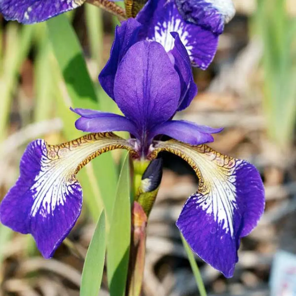 Santreyd Ирис сибирский «Кларет Кап» - фиолетовое цветение для сада 81954816 STLM-0961079 - Вид №2