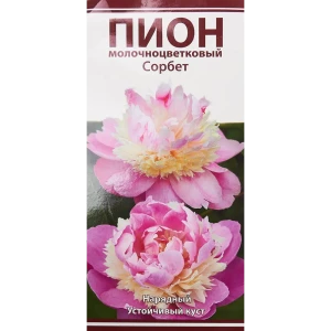 Пион молочноцветковый травянистый Сорбет 85205657 STLM-2168916
