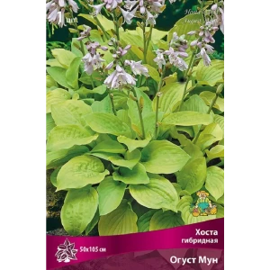 Хоста гибридная Огуст Мун