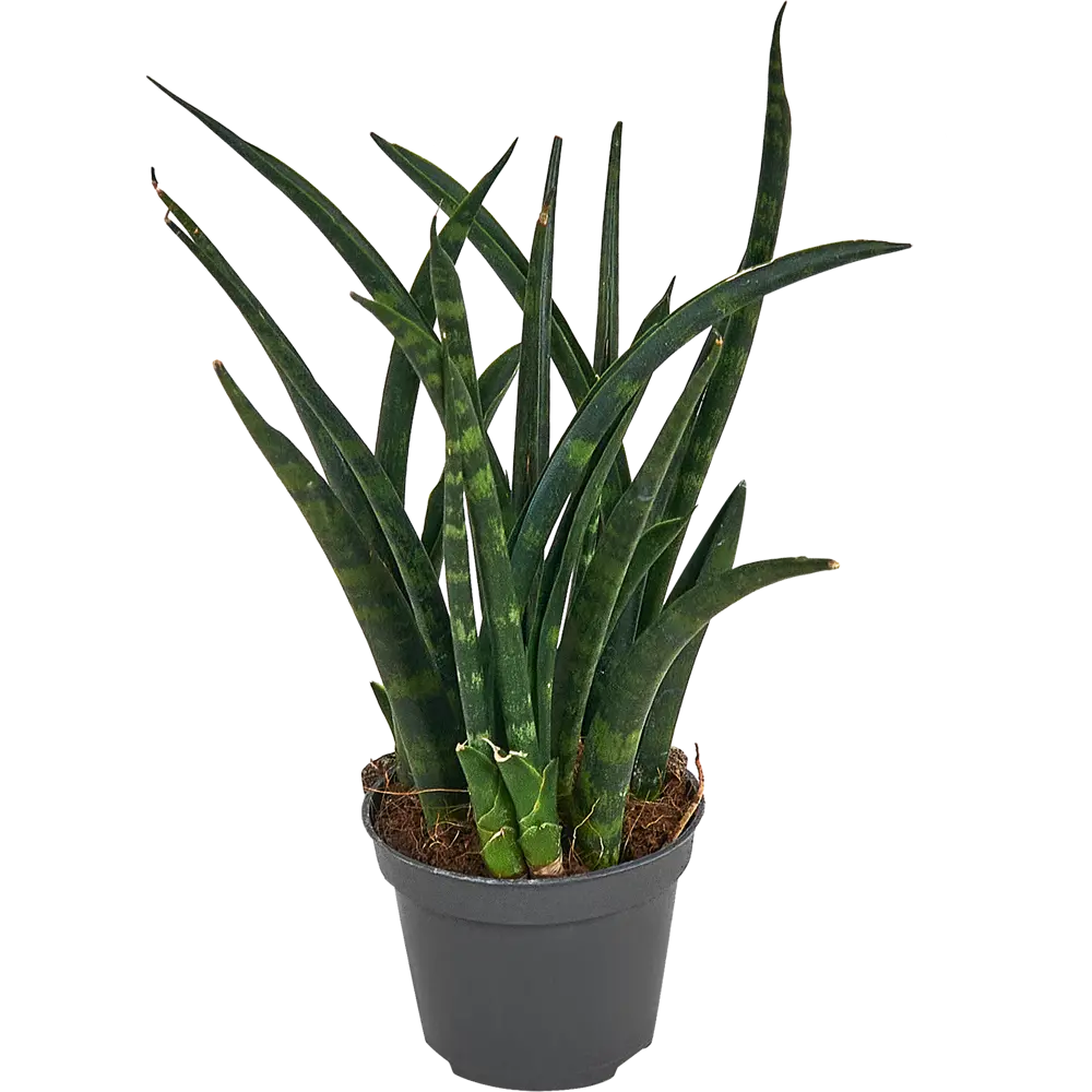 Сансевиерия Вернвуд Santreyd - изящный щучий хвост для интерьера 87959841 STLM-0076387 - Вид №1