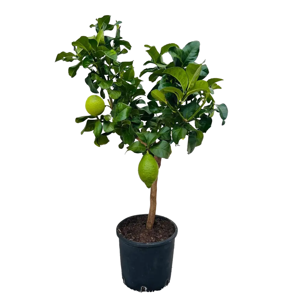 Цитрус Лимонэ Лемон ø21 h80 см Santreyd STLM-2114132