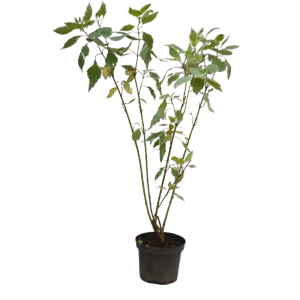 Дёрен белый Аргентеомаргината ø15 h35 см