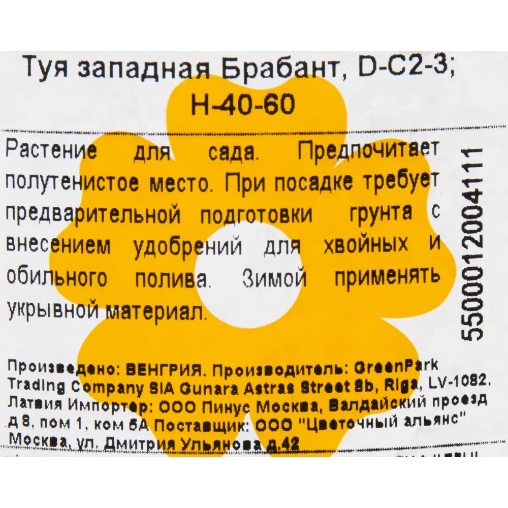 Туя Брабант Santreyd - саженец для живой изгороди 60 см 11297081 STLM-0962849 - Вид №1