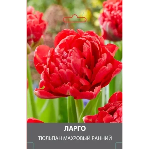Тюльпан махровый ранний Ларго луковицы 10/11 89432995 STLM-2149021