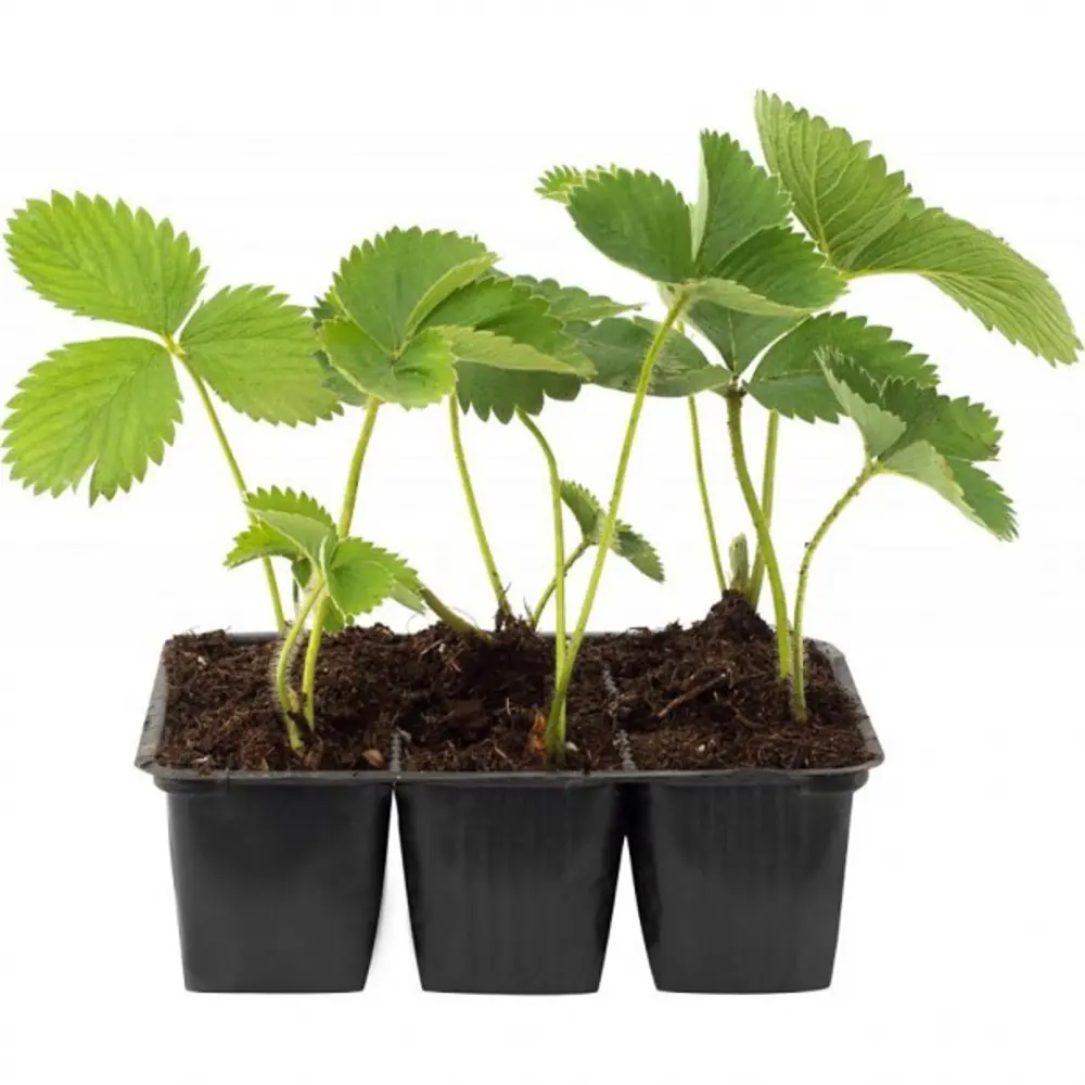 Земляника микс h10 см 6 шт Santreyd STLM-2039456