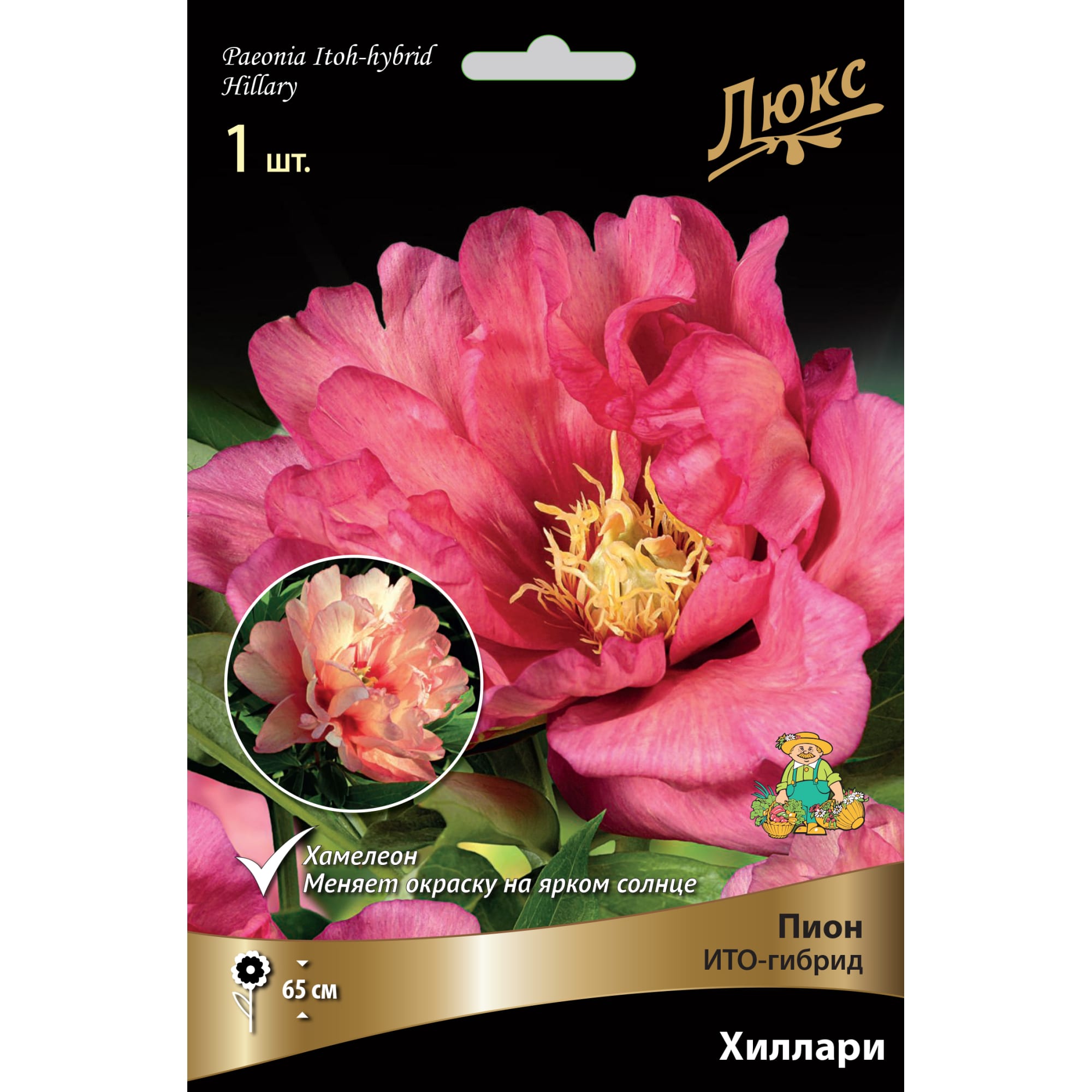 82661881 Пион ито-гибрид «Хиллари» разбор 2-3 Santreyd 