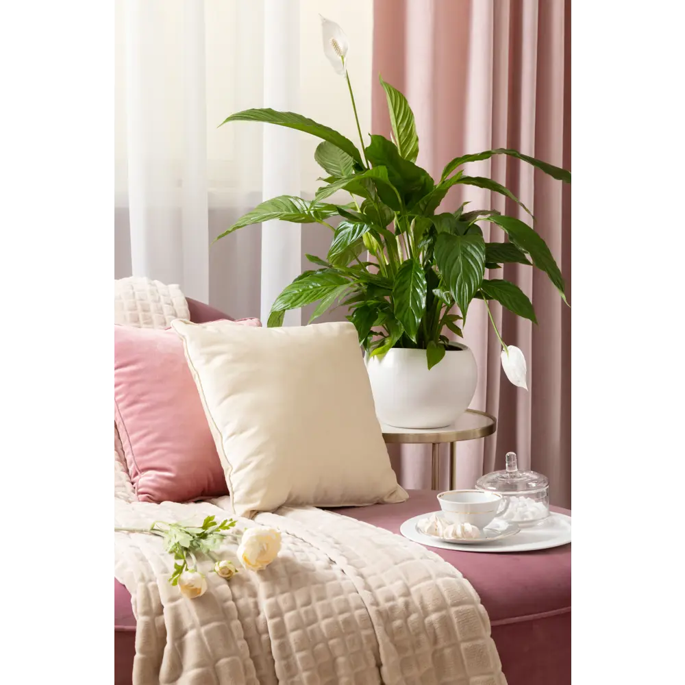 Плед Cuatro 200x220 см цвет бежевый Santreyd STLM-2102576 - Вид №4