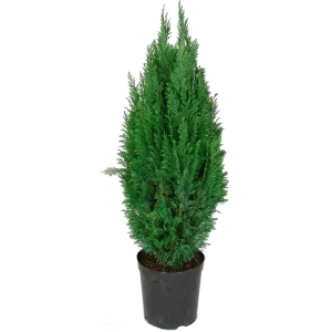 Кипарисовик лавсона «Колумнарис» 17x60 см 82598165 STLM-2067503