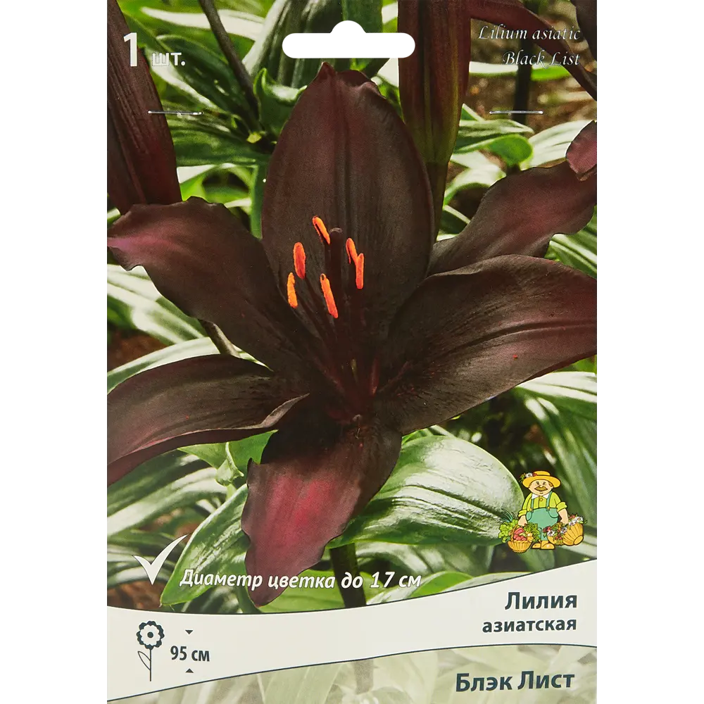 ПОИСК Лилия Блэк Лист - бордовый шедевр с темным центром 85205814 STLM-0955136