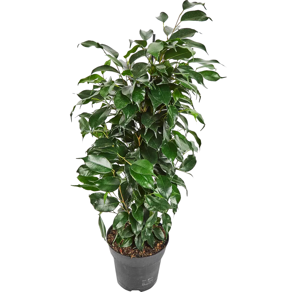 Фикус бенджамина Роялти Микс More Lips 17x70 см 82771274 STLM-2155241 MORELIPS 