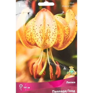 ПОИСК Лилия Пеппард Голд - луковицы для изысканного сада 85205787
