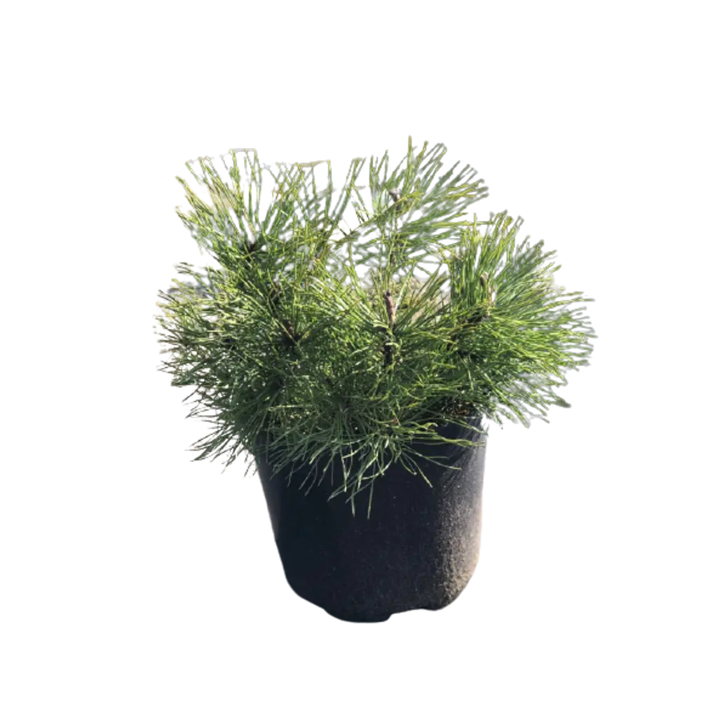 Сосна горная Пумилио ø15 h35 см PLANTMARKET STLM-2127725