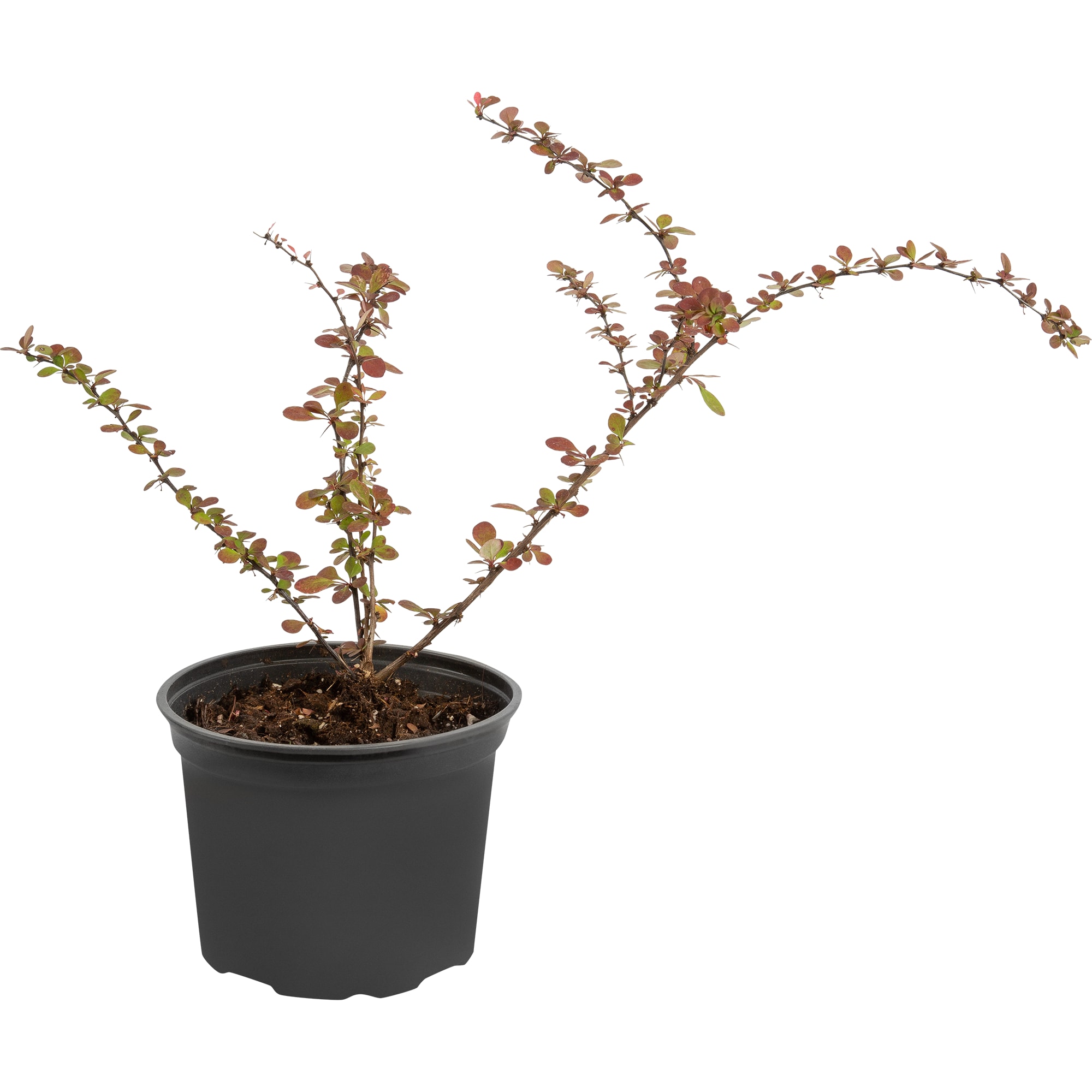 85325455 Барбарис Тунберга Харлеквин ø17 h30 см Santreyd  - Вид №1