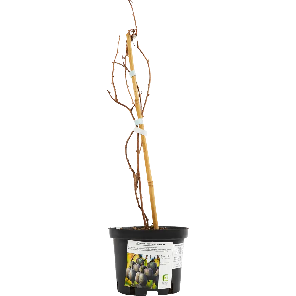 Santreyd Актинидия аргута Кенс Рэд - плодоносящая лиана для сада 85325512 STLM-0061606 - Вид №1