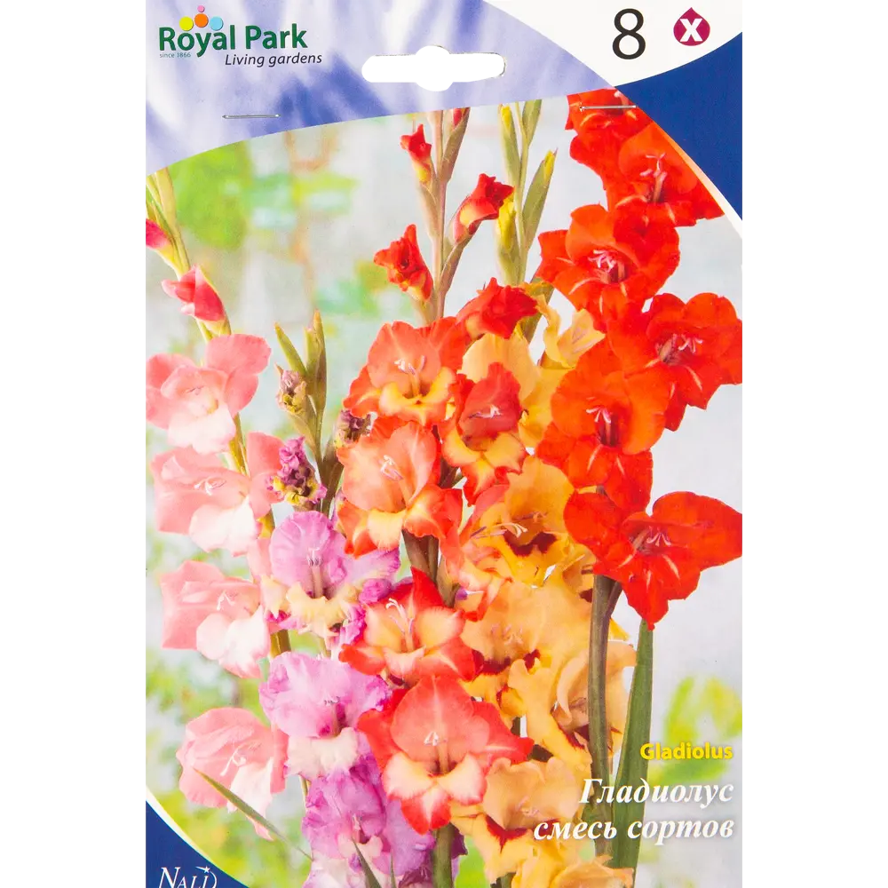 Гладиолус «Баттерфляй», смесь, 8/10 Santreyd STLM-2066627