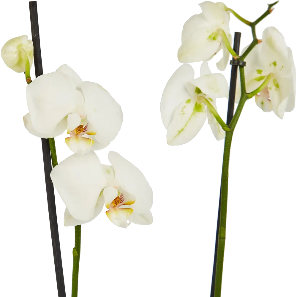 Santreyd Орхидея Фаленопсис — изящная бабочка в вашем интерьере 85324972 STLM-0061533 - Вид №4