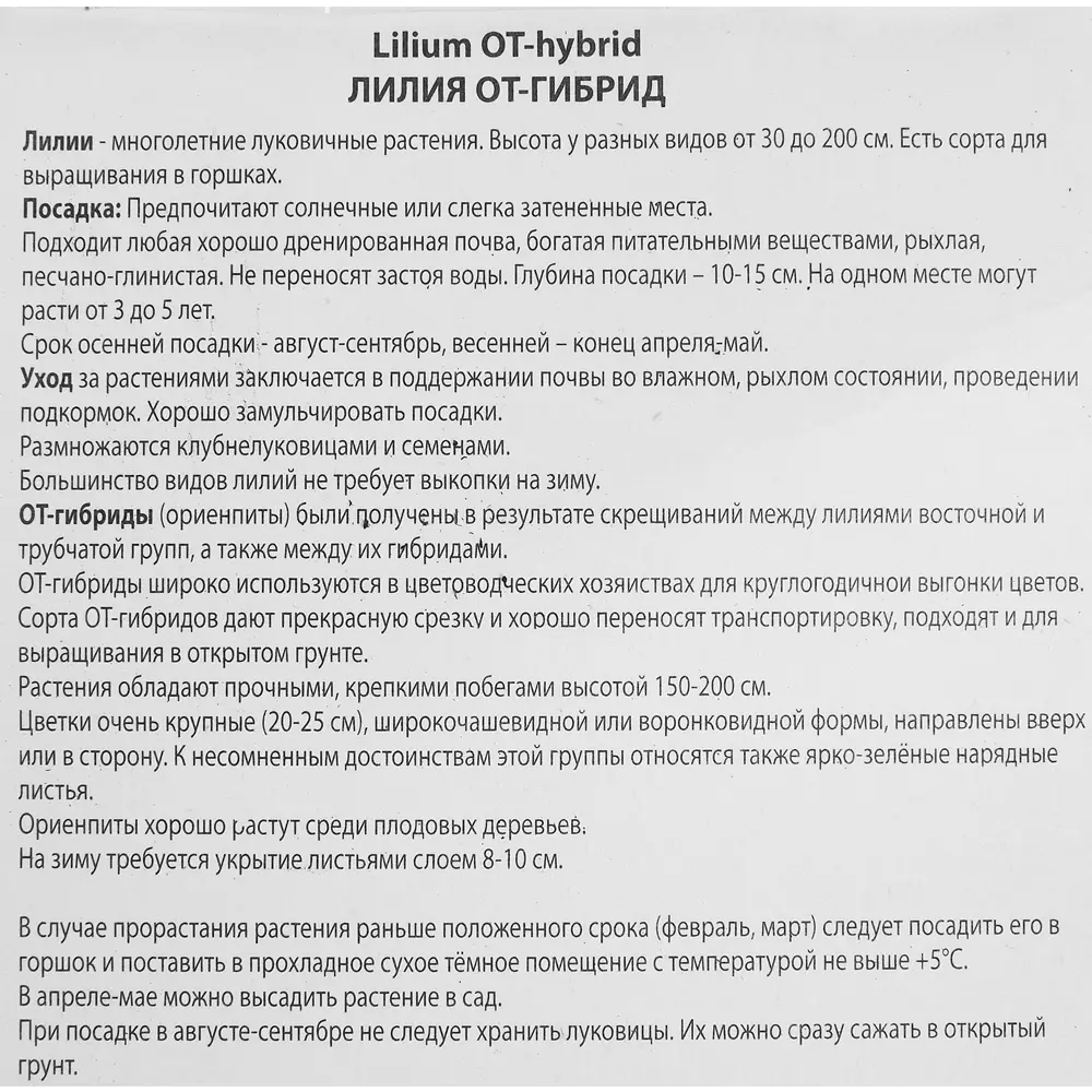 Лилия от-гибрид Понтиак 85205724 STLM-2023004 ПОИСК  - Вид №2
