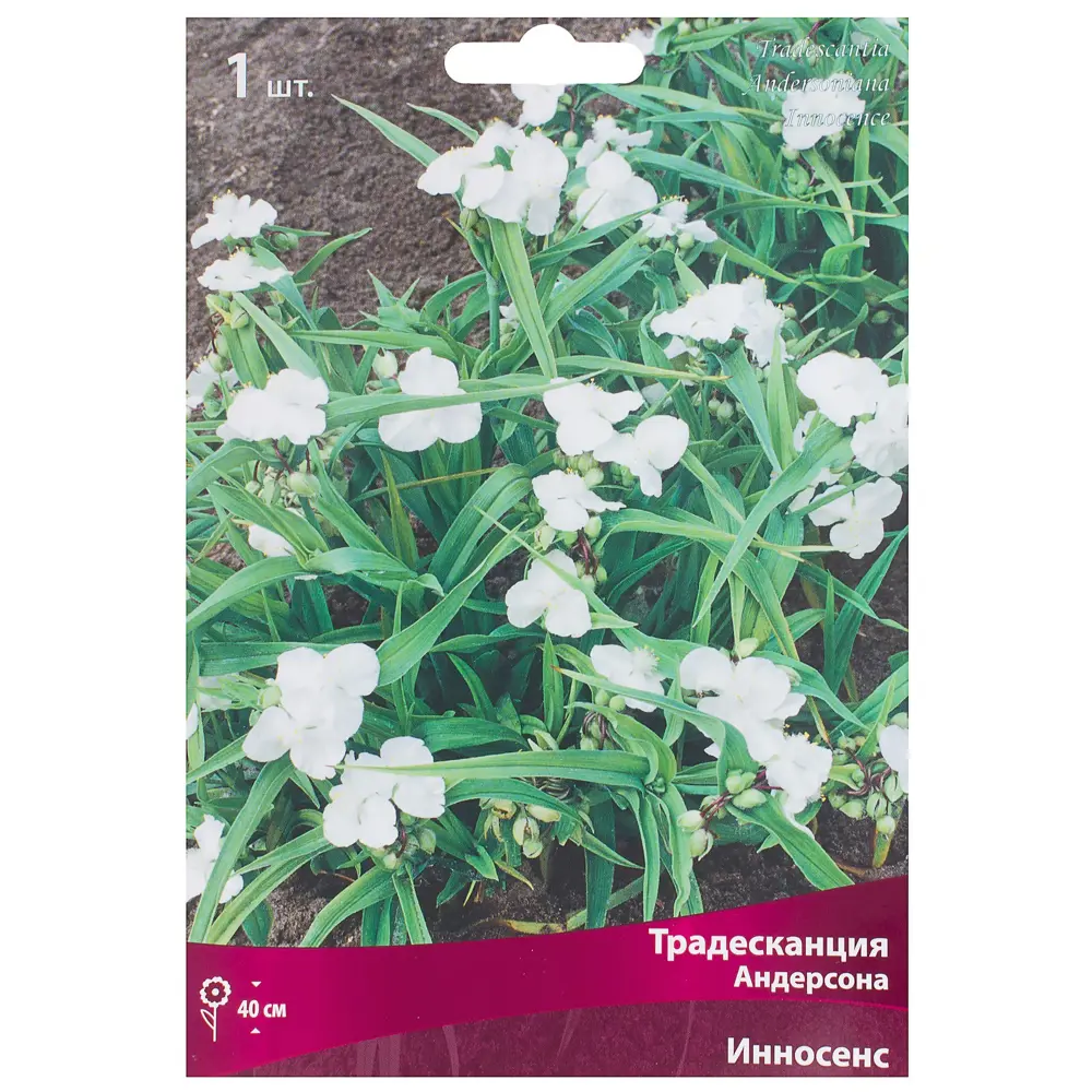 Традесканция Андерсона Инносенс I, 1 шт Santreyd STLM-2161903