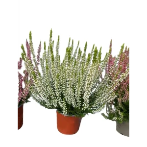 Каллуна обыкновенная Беттина - многолетний декоративный кустарник для альпинария 89437945