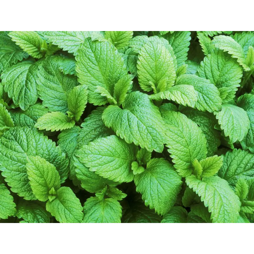 Мята лимонная h15 см Santreyd STLM-2033928